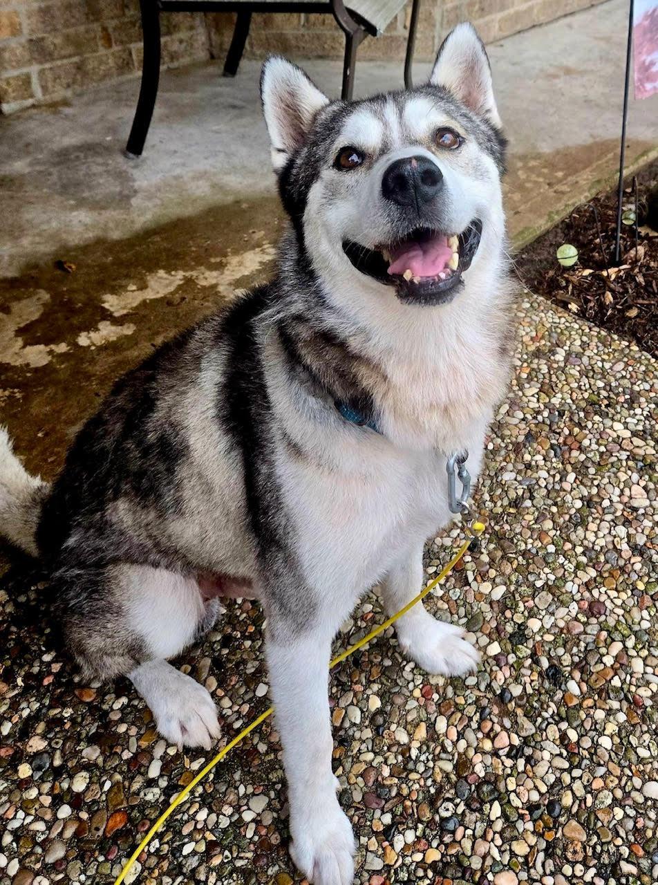 Enlarge Kota, a Adoptable mixed breed in Cypress, TX image 2/3