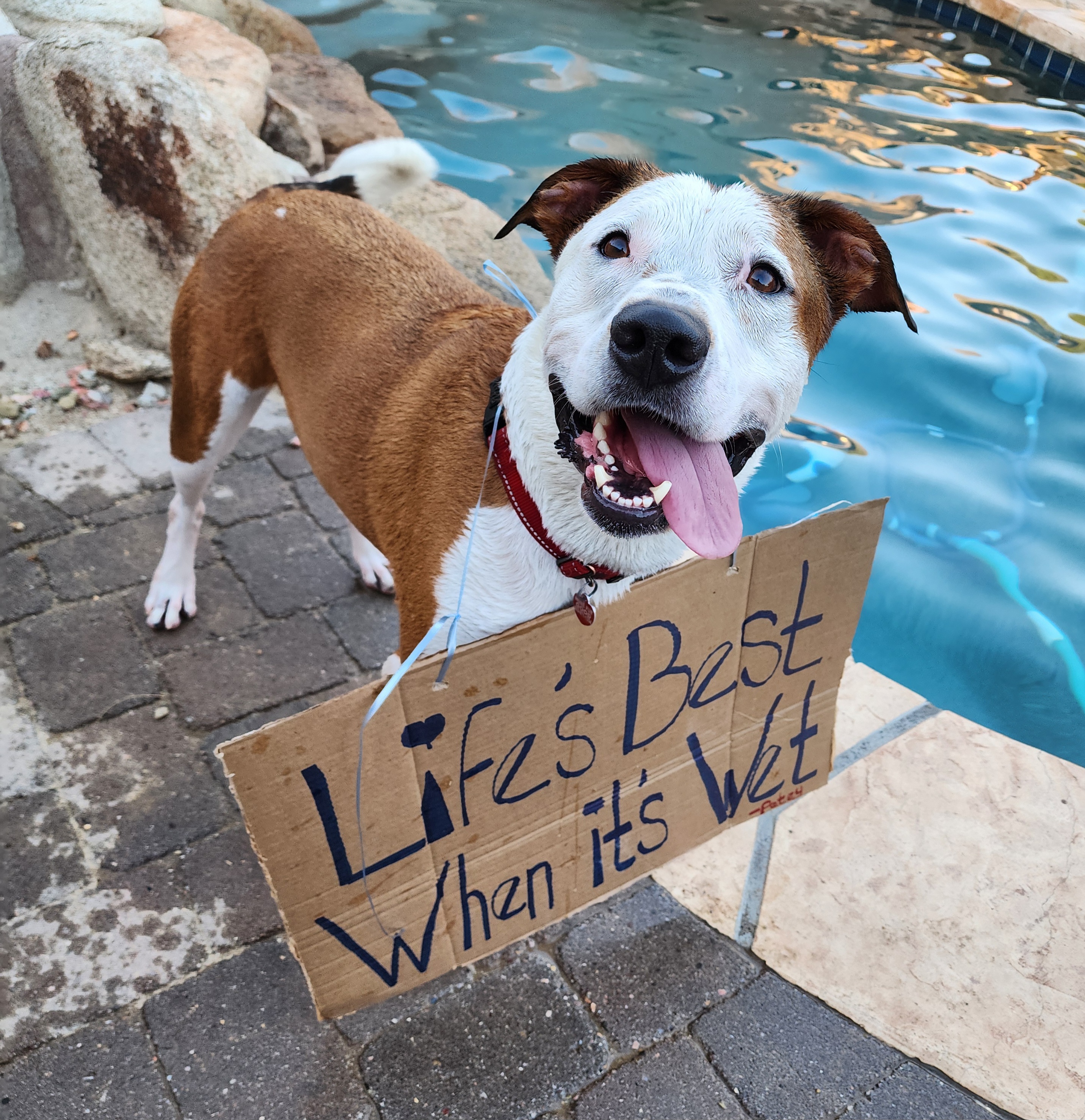 PETEY, a Adoptable mixed breed in Phoenix, AZ image 1/16