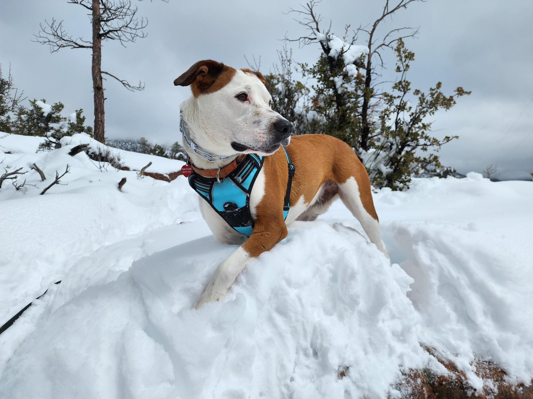PETEY, a Adoptable mixed breed in Phoenix, AZ image 5/5