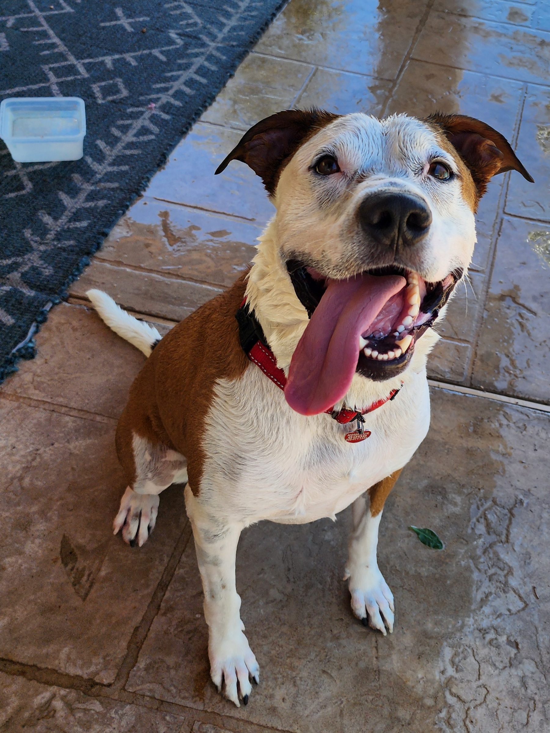 PETEY, a Adoptable mixed breed in Phoenix, AZ image 2/16