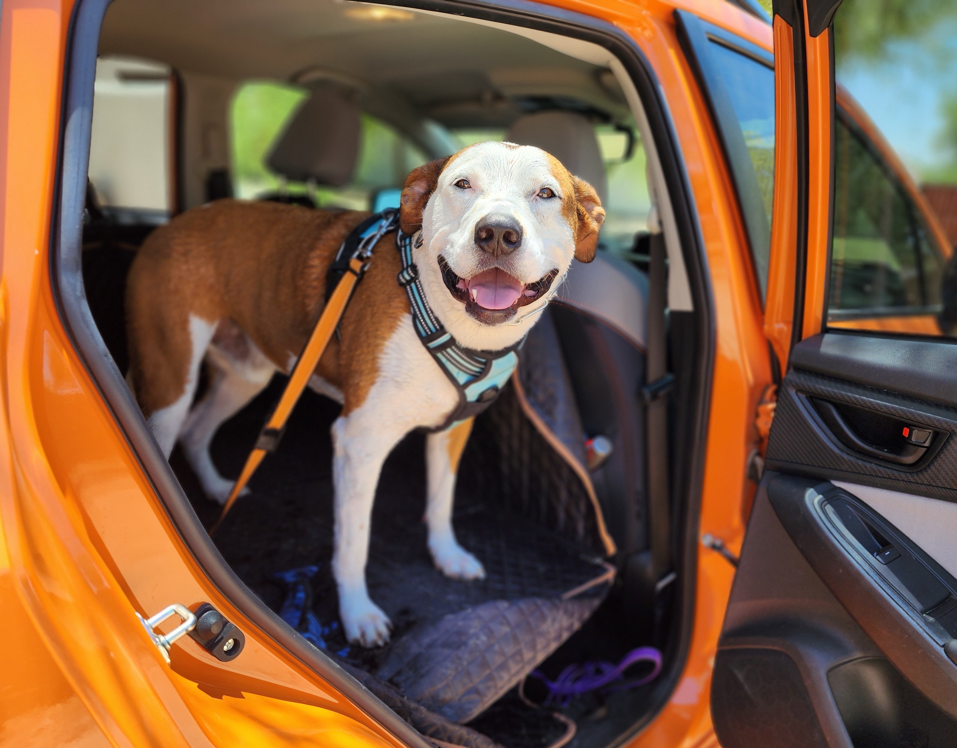 PETEY, a Adoptable mixed breed in Phoenix, AZ image 3/16