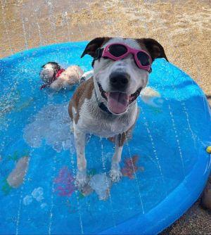 PETEY, a Adoptable mixed breed in Phoenix, AZ image 4/5