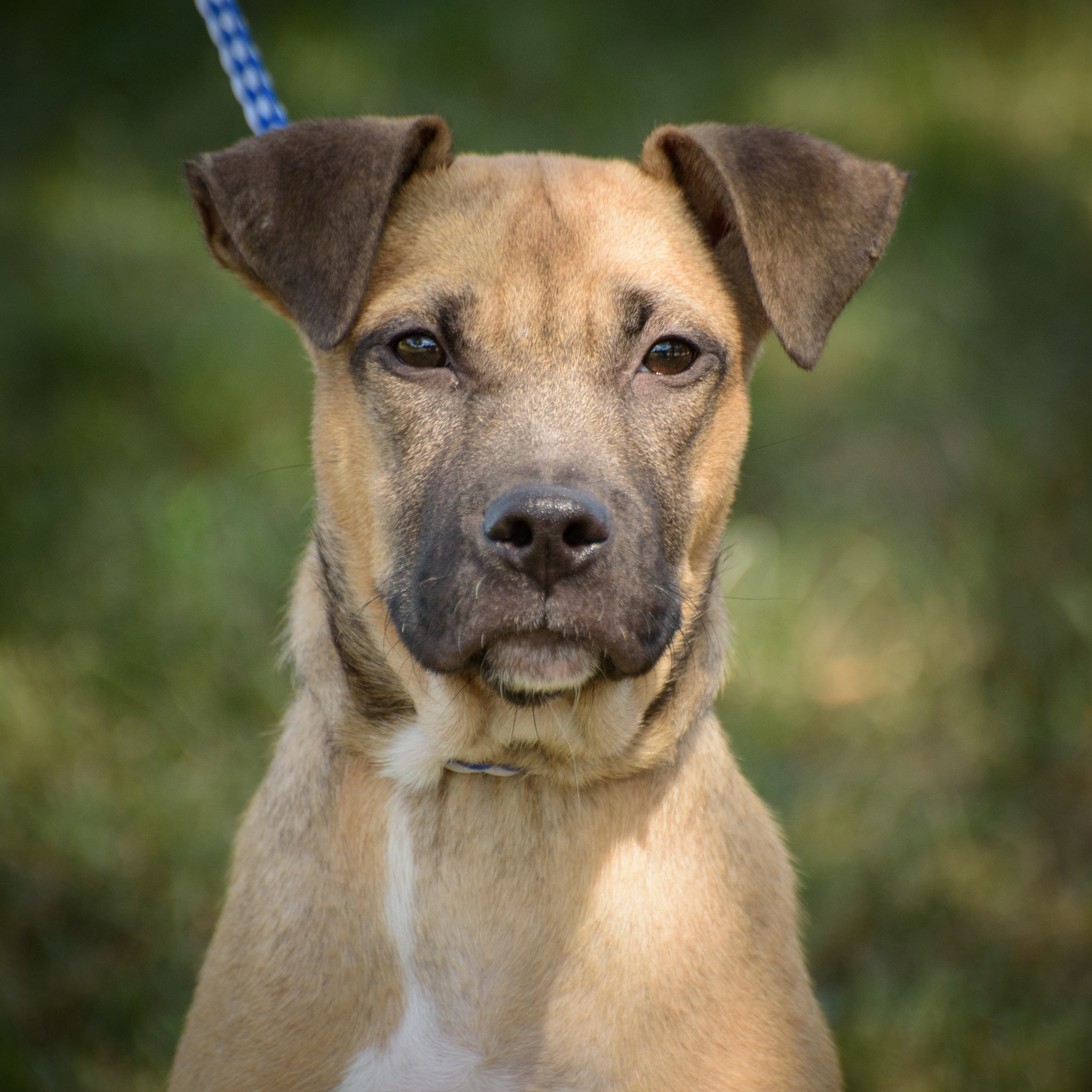 Sebastian - CTS2025, Young Male Hound