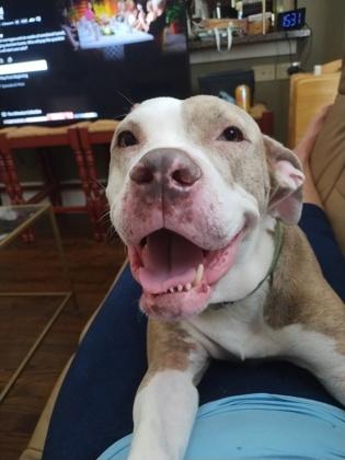 Enlarge Lydia, a Adoptable Mixed Breed in Atlanta, GA image 1/3