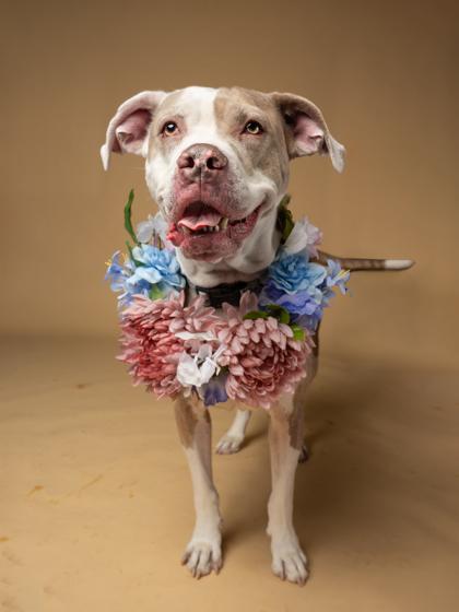 Enlarge Lydia, a Adoptable Mixed Breed in Atlanta, GA image 2/3