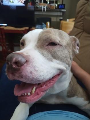 Enlarge Lydia, a Adoptable Mixed Breed in Atlanta, GA image 3/3