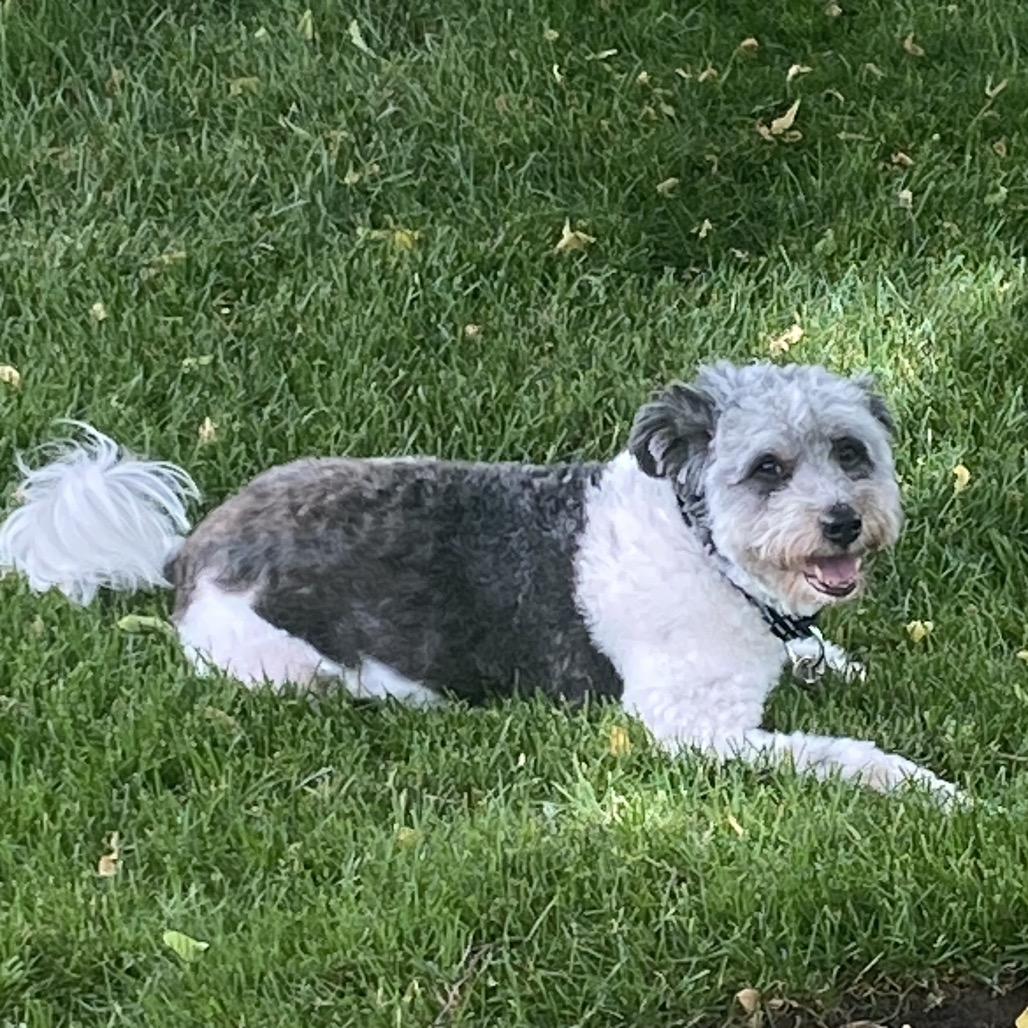 Merlin, Adoptable, Senior Male Mixed Breed.