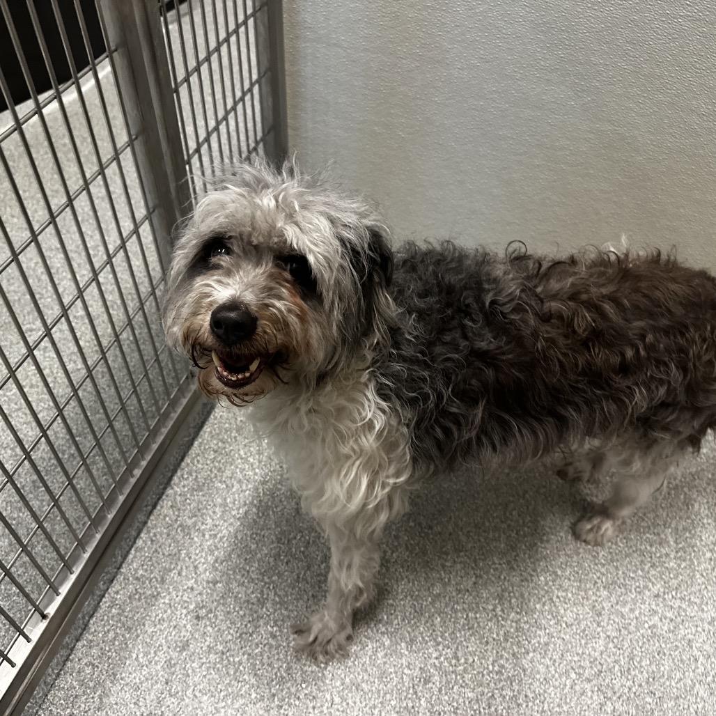 Enlarge Merlin, a Adoptable Mixed Breed in Hinsdale, IL image 2/4