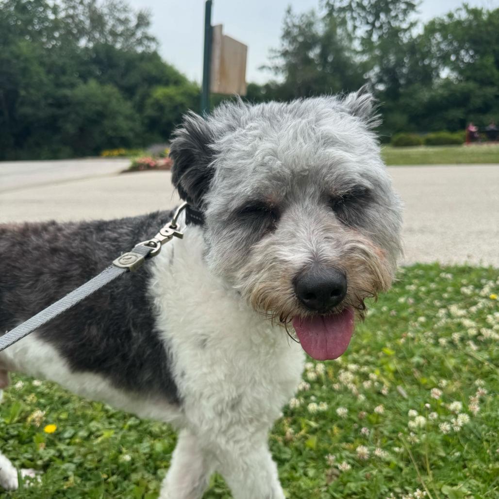 Enlarge Merlin, a Adoptable Mixed Breed in Hinsdale, IL image 3/4