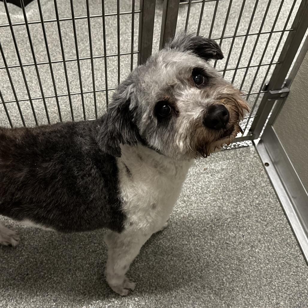 Enlarge Merlin, a Adoptable Mixed Breed in Hinsdale, IL image 4/4