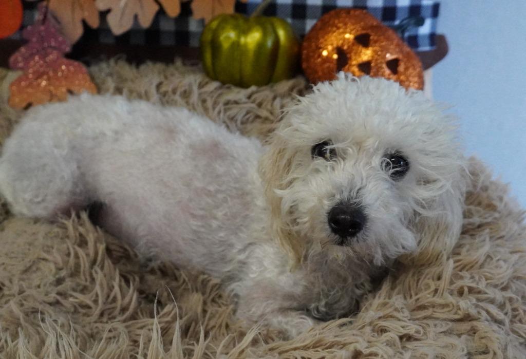 Barney, Adoptable, Young Male Maltese & Lhasa Apso.