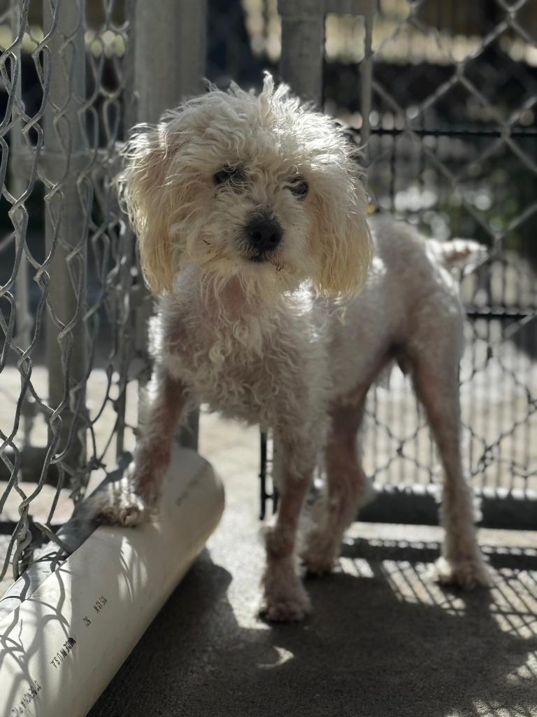Enlarge Barney, a Adoptable mixed breed in Grants Pass, OR image 2/6