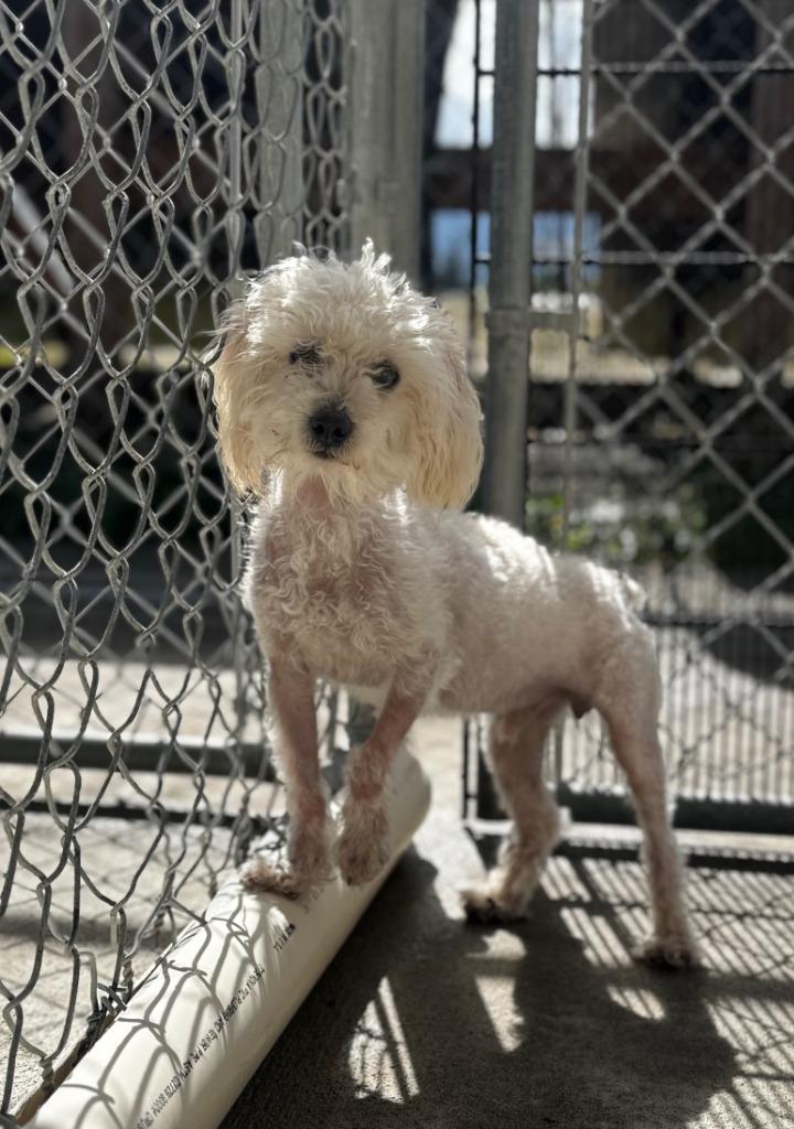 Enlarge Barney, a Adoptable mixed breed in Grants Pass, OR image 3/6