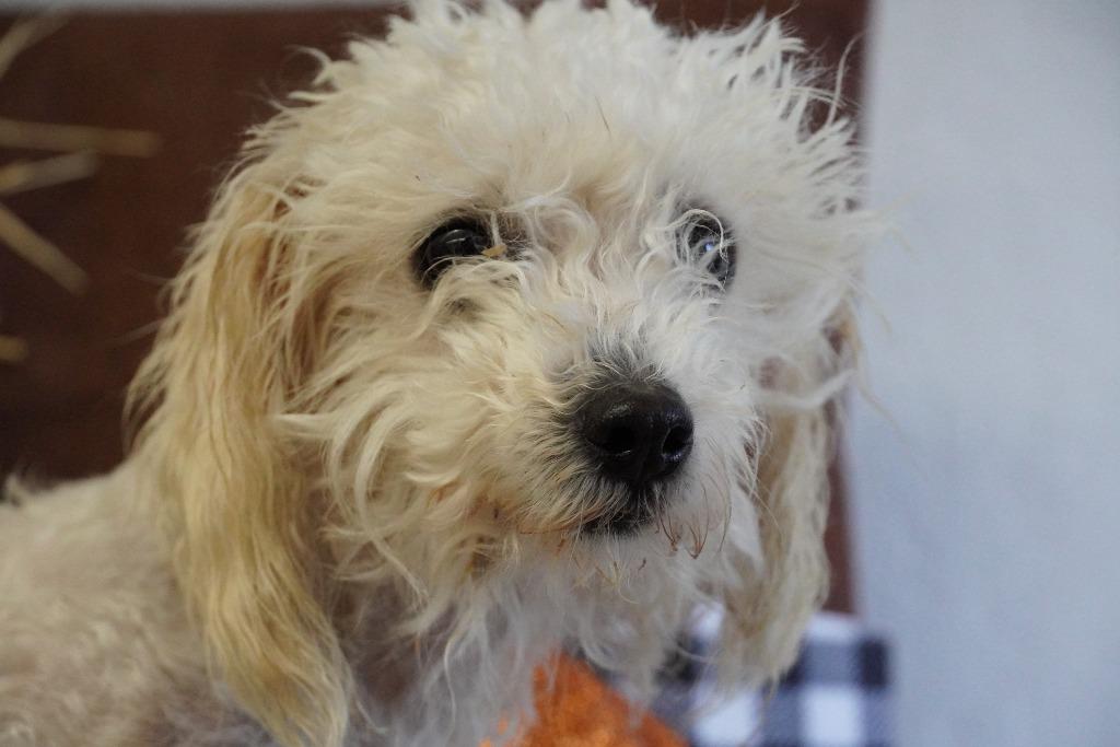 Enlarge Barney, a Adoptable mixed breed in Grants Pass, OR image 4/6