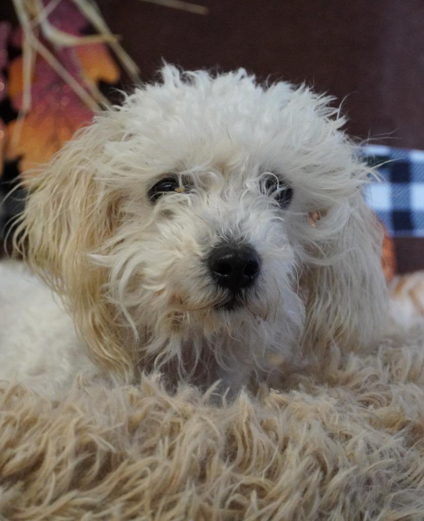 Enlarge Barney, a Adoptable mixed breed in Grants Pass, OR image 5/6
