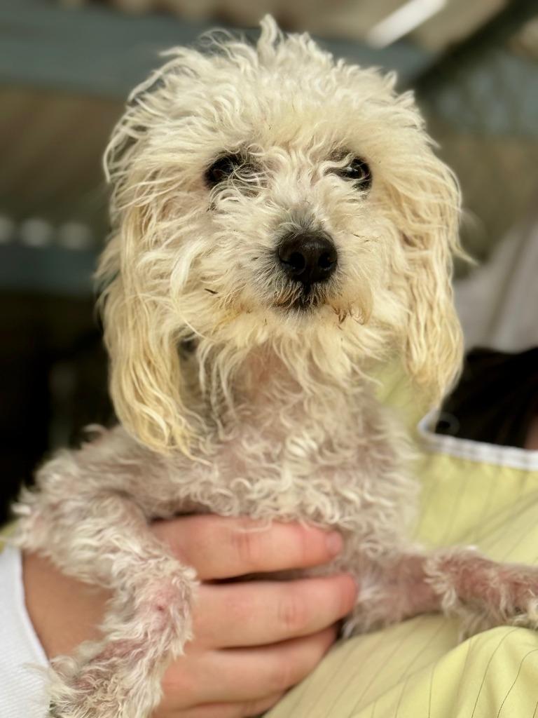 Enlarge Barney, a Adoptable mixed breed in Grants Pass, OR image 6/6