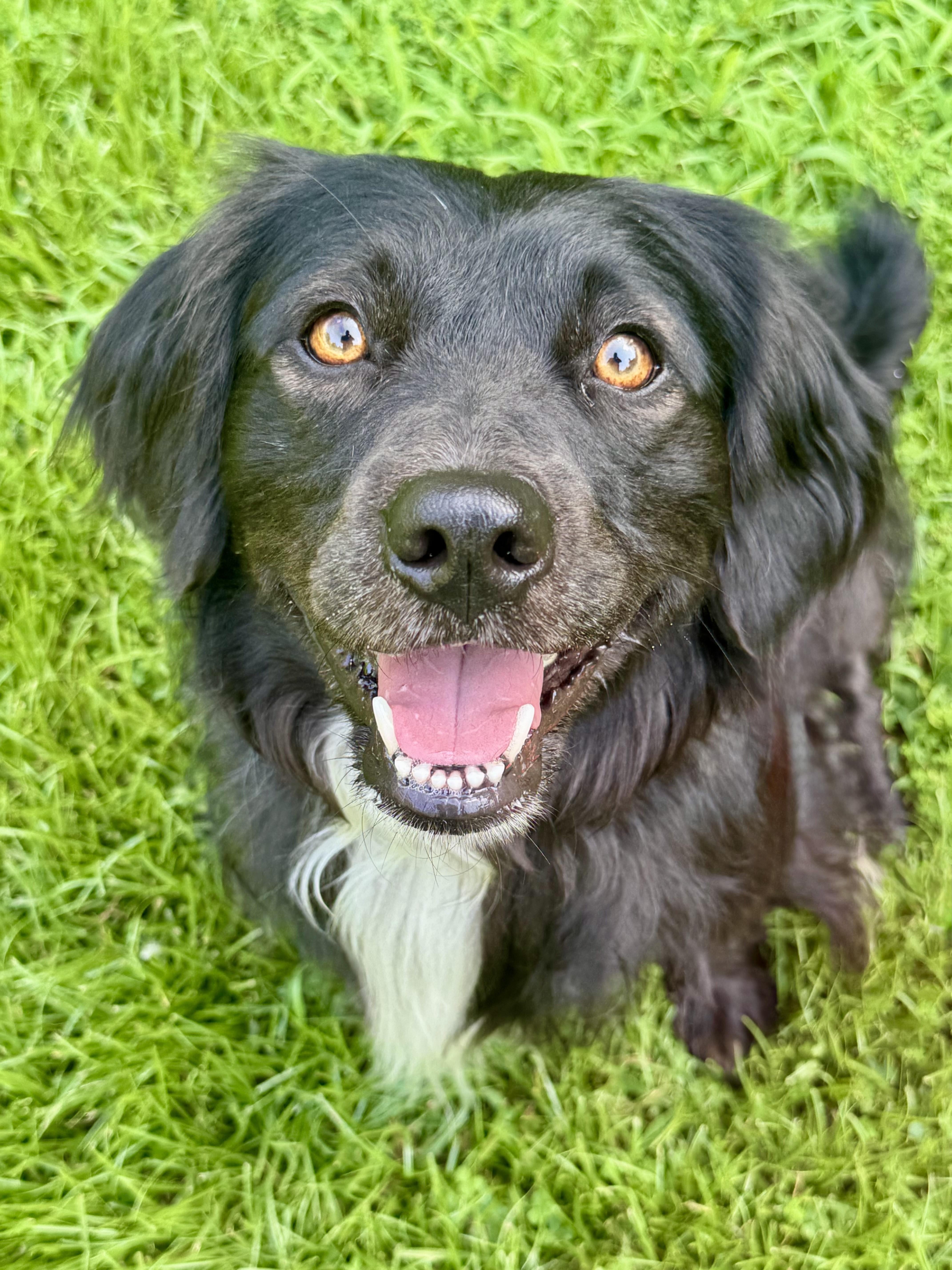 Mojo
