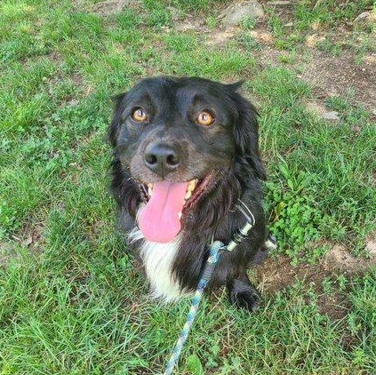 Mojo