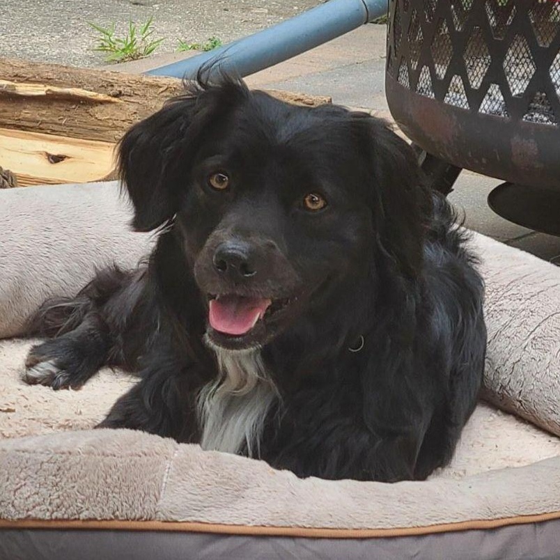 Mojo