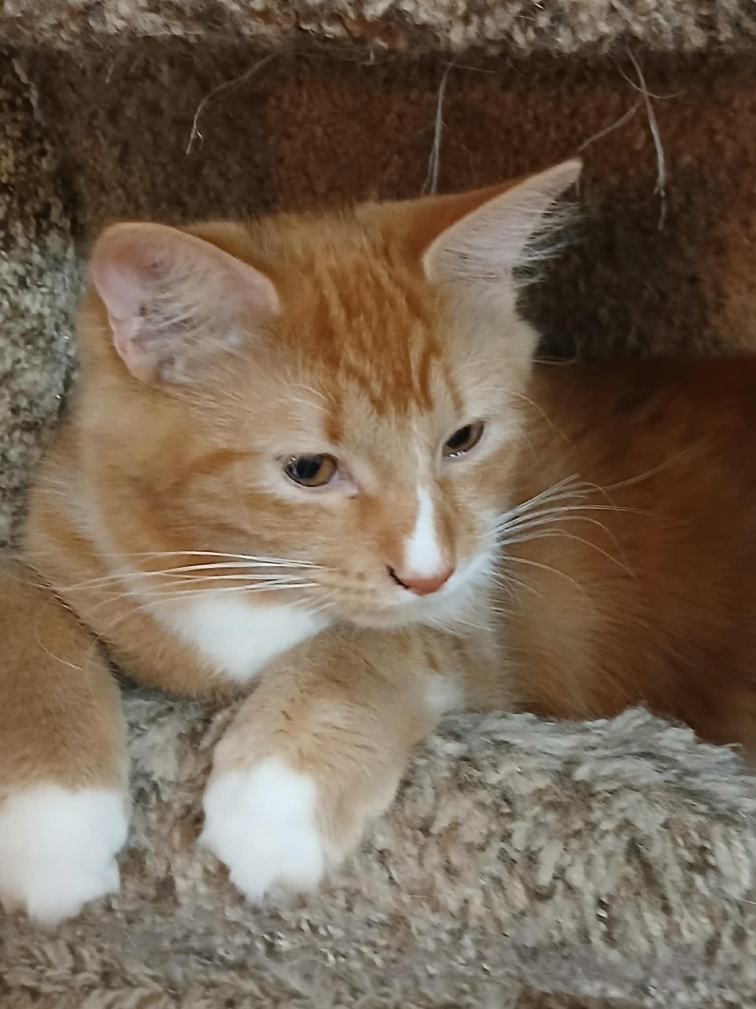 Ivy , ADOPTABLE, Young Female Domestic Medium Hair.