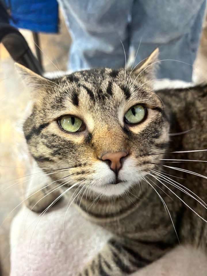 Swayze — thumbnail 2