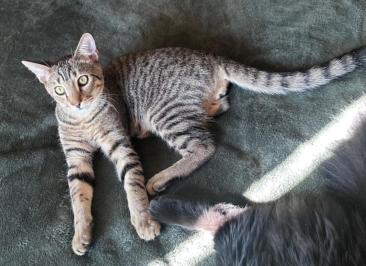 Habanero, a Adoptable Domestic Short Hair image 3/4