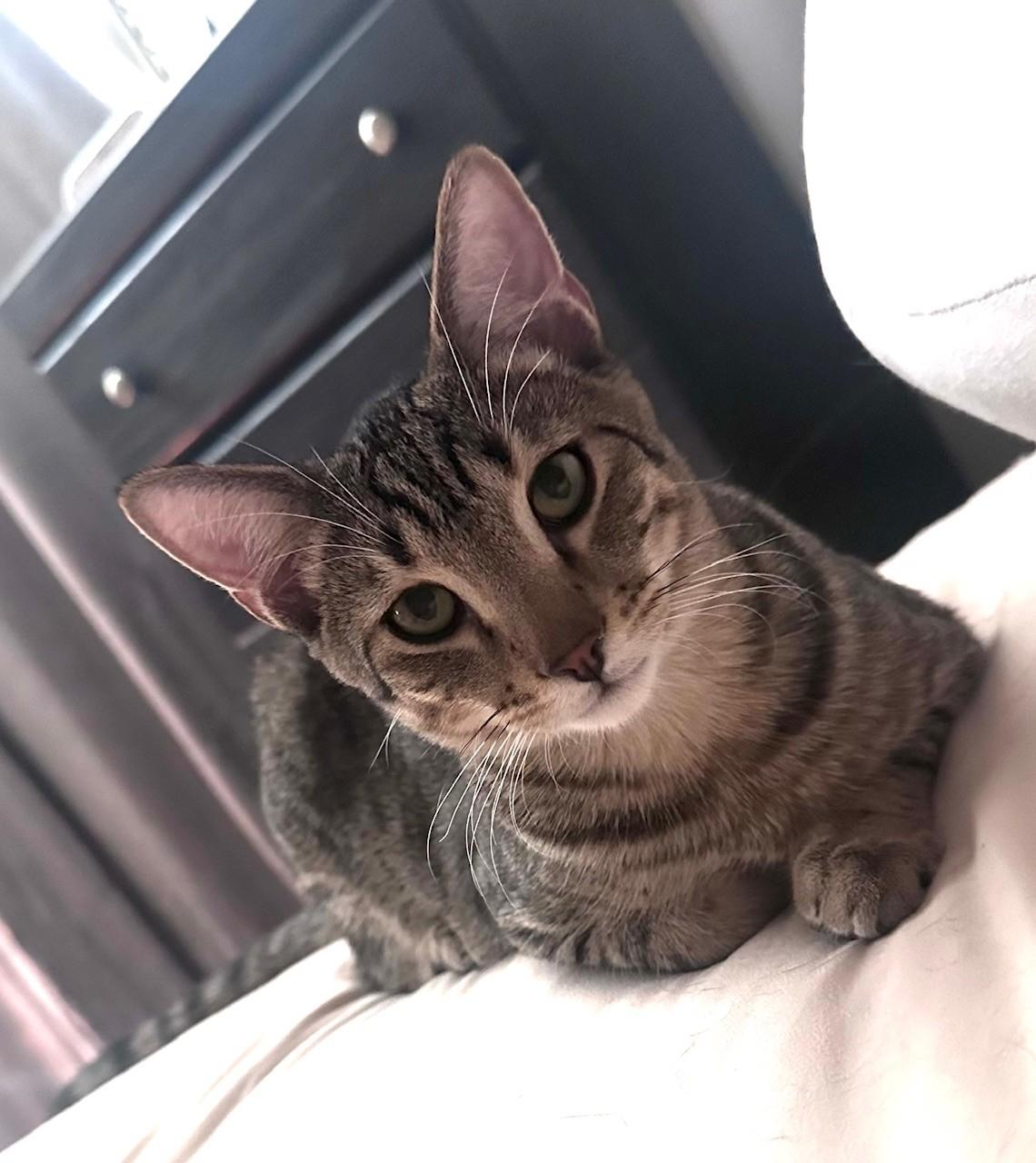 Habanero, a Adoptable Domestic Short Hair image 2/4