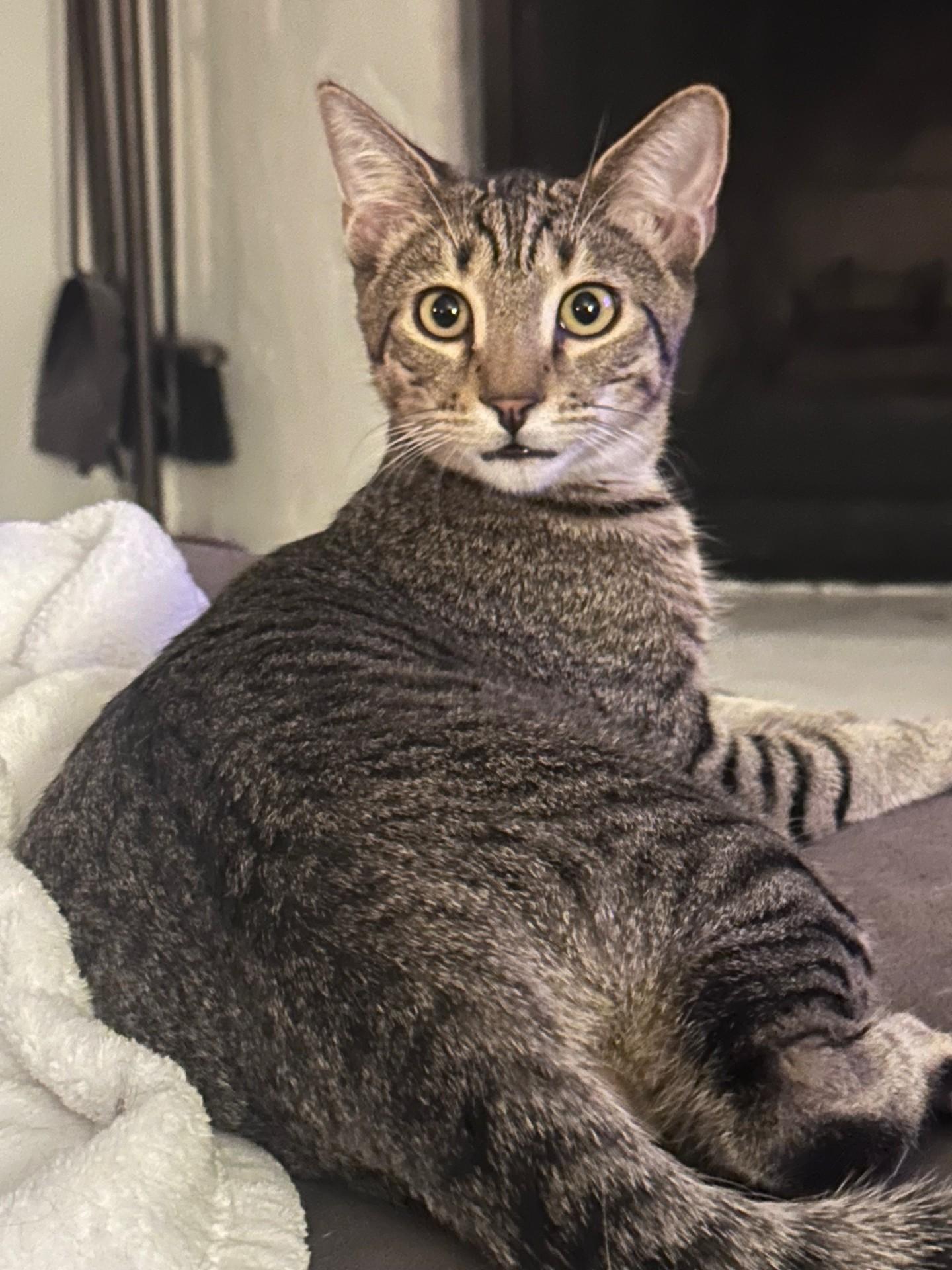 Habanero, a Adoptable Domestic Short Hair image 1/4