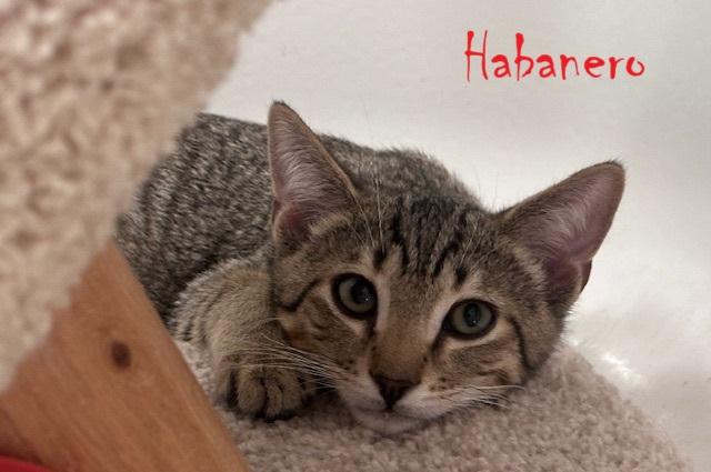 Habanero, a Adoptable Domestic Short Hair image 4/4