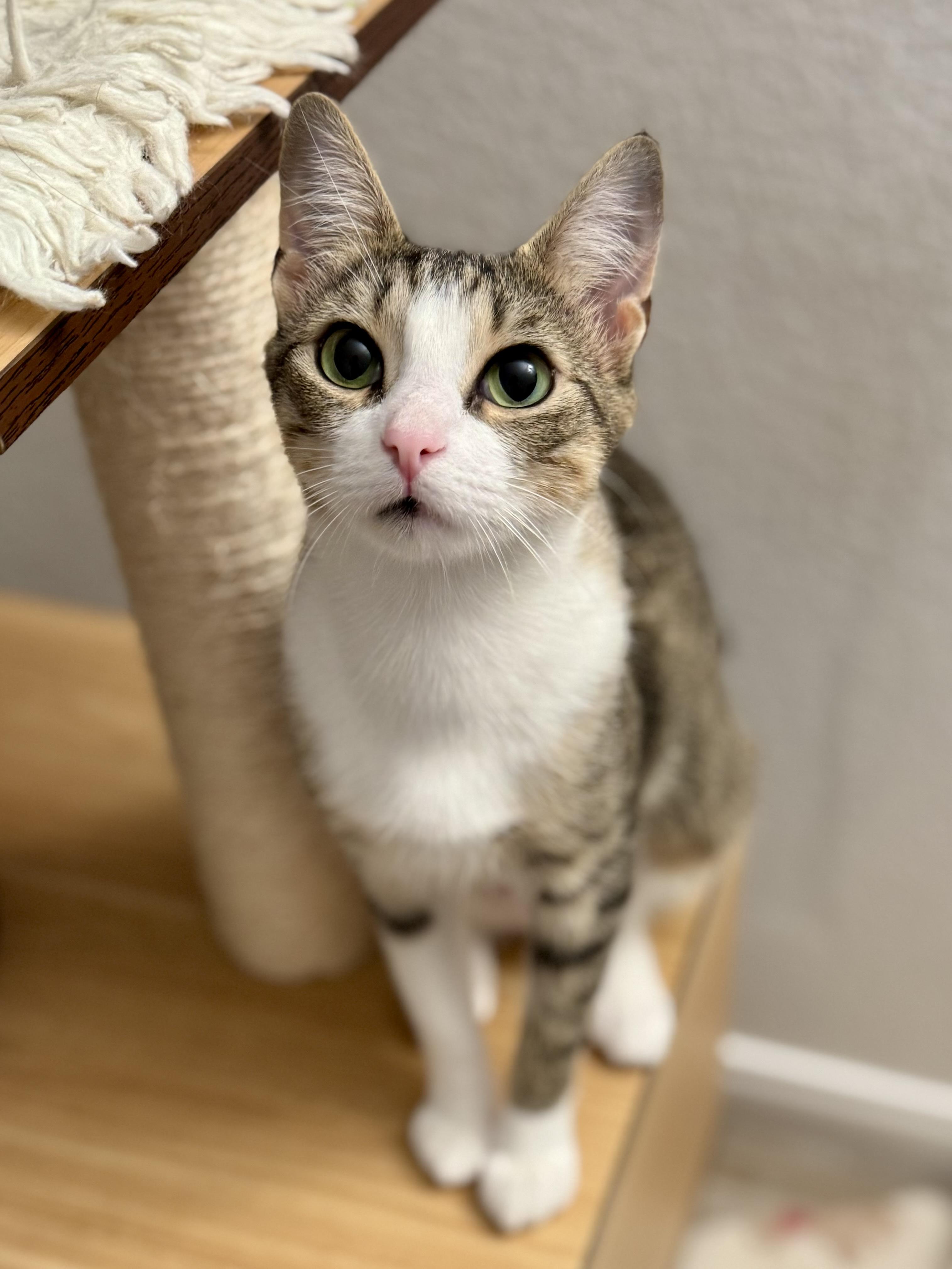 Dana, Adoptable, Young Female Domestic Short Hair.