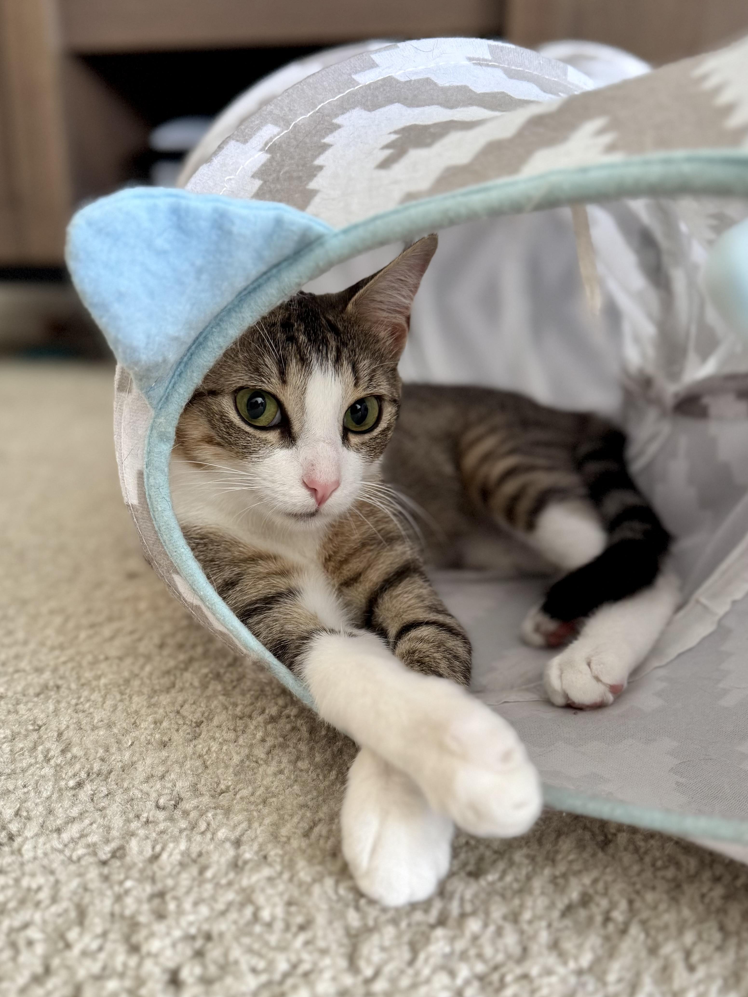 Enlarge Dana, a Adoptable Domestic Short Hair in Oceanside, CA image 2/6