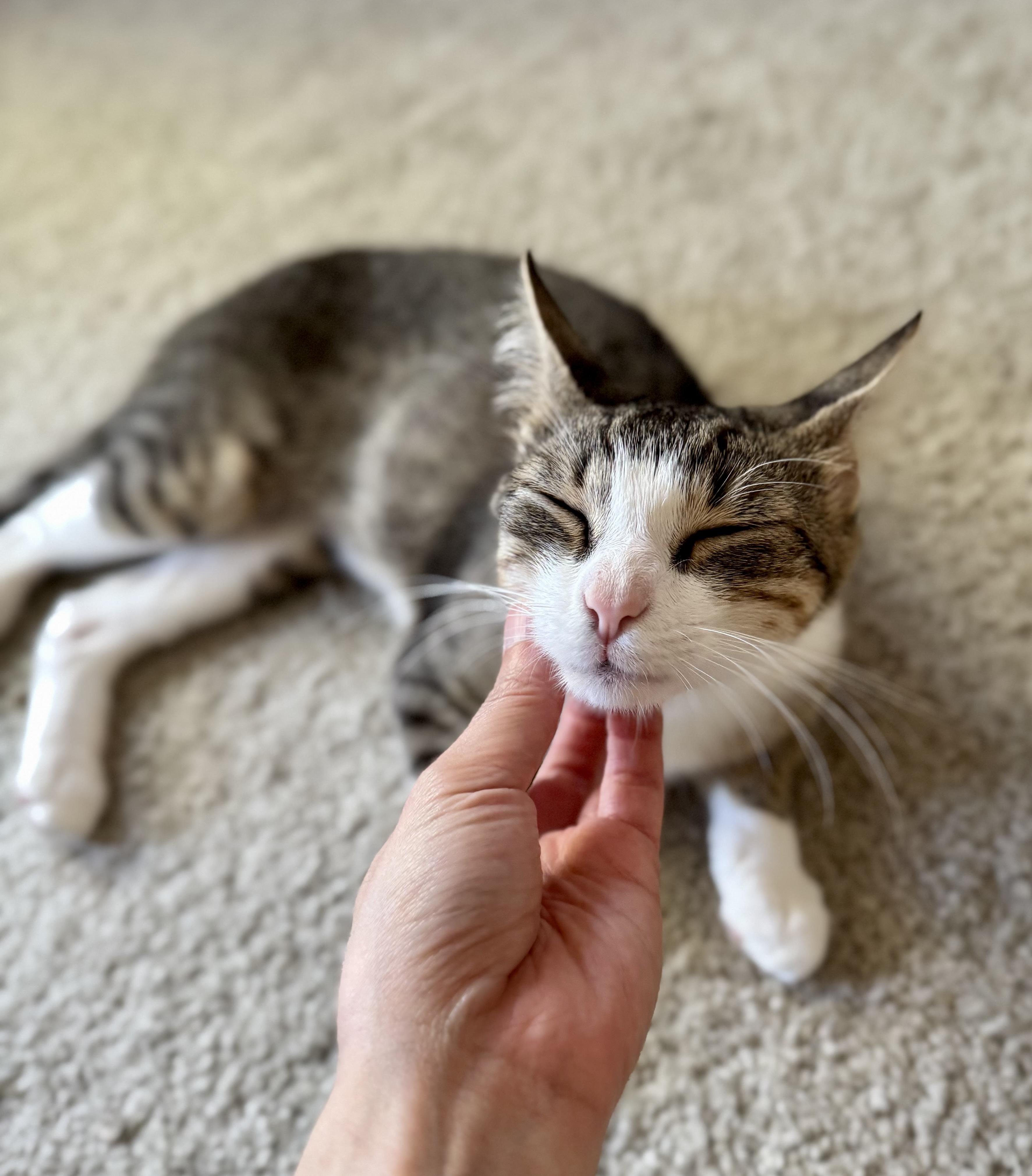 Enlarge Dana, a Adoptable Domestic Short Hair in Oceanside, CA image 3/6