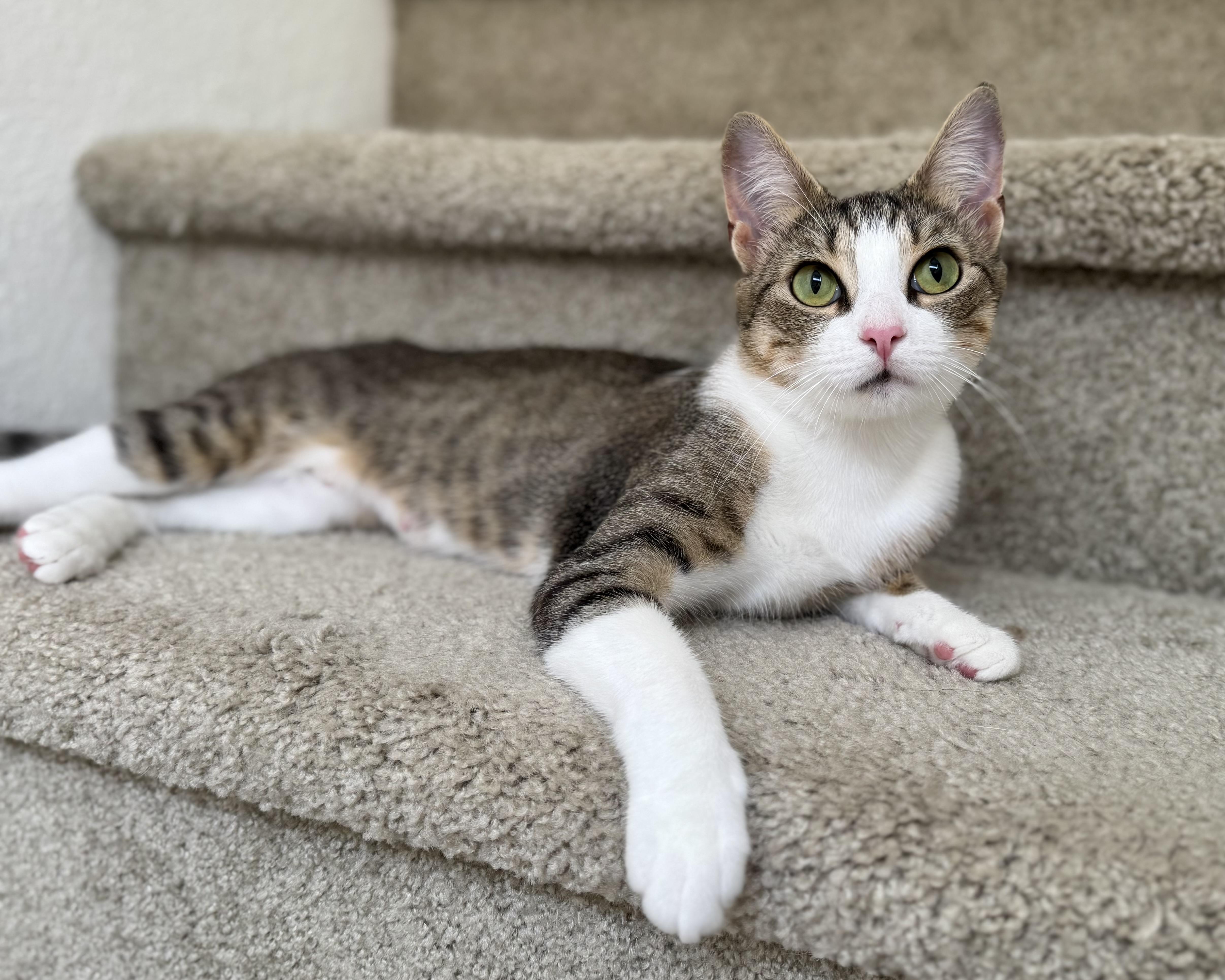 Enlarge Dana, a Adoptable Domestic Short Hair in Oceanside, CA image 4/6