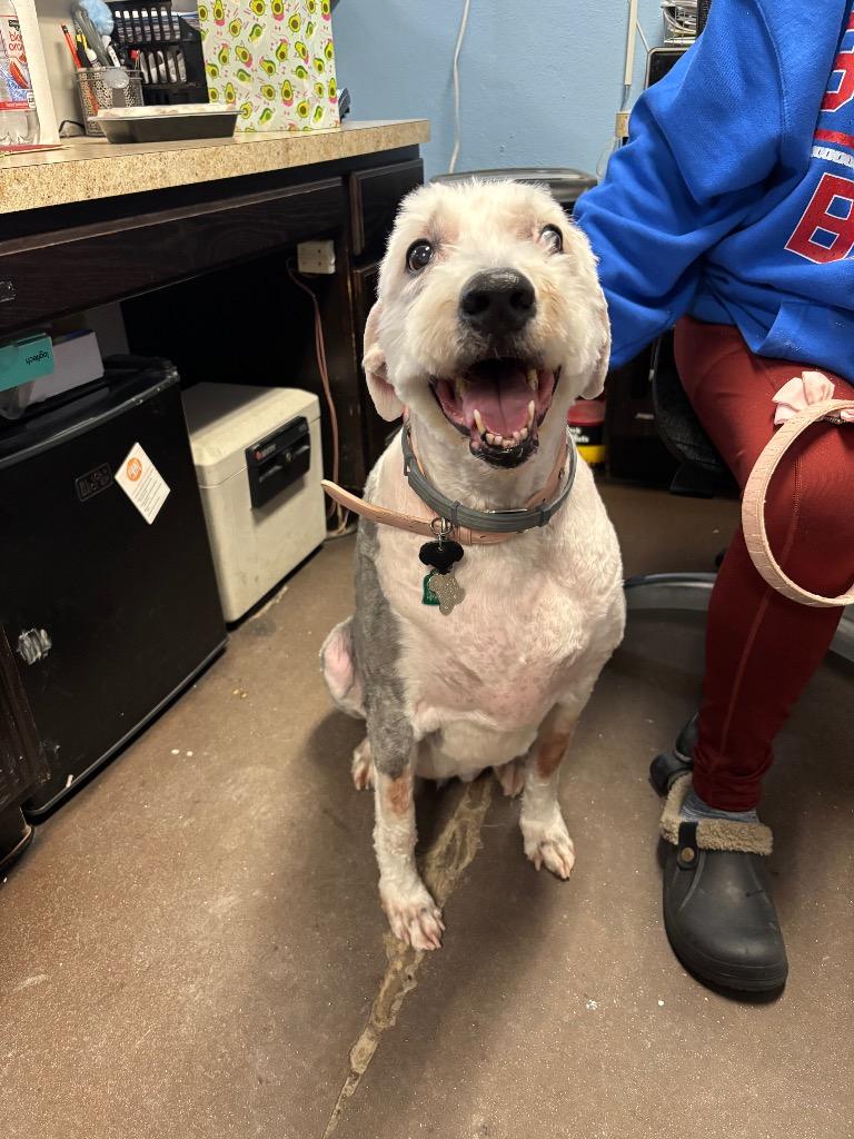 Lulu, Adoptable, Senior Female Sheep Dog.