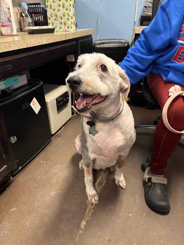 Enlarge Lulu, a Adoptable Sheep Dog in Port Jervis, NY image 2/2