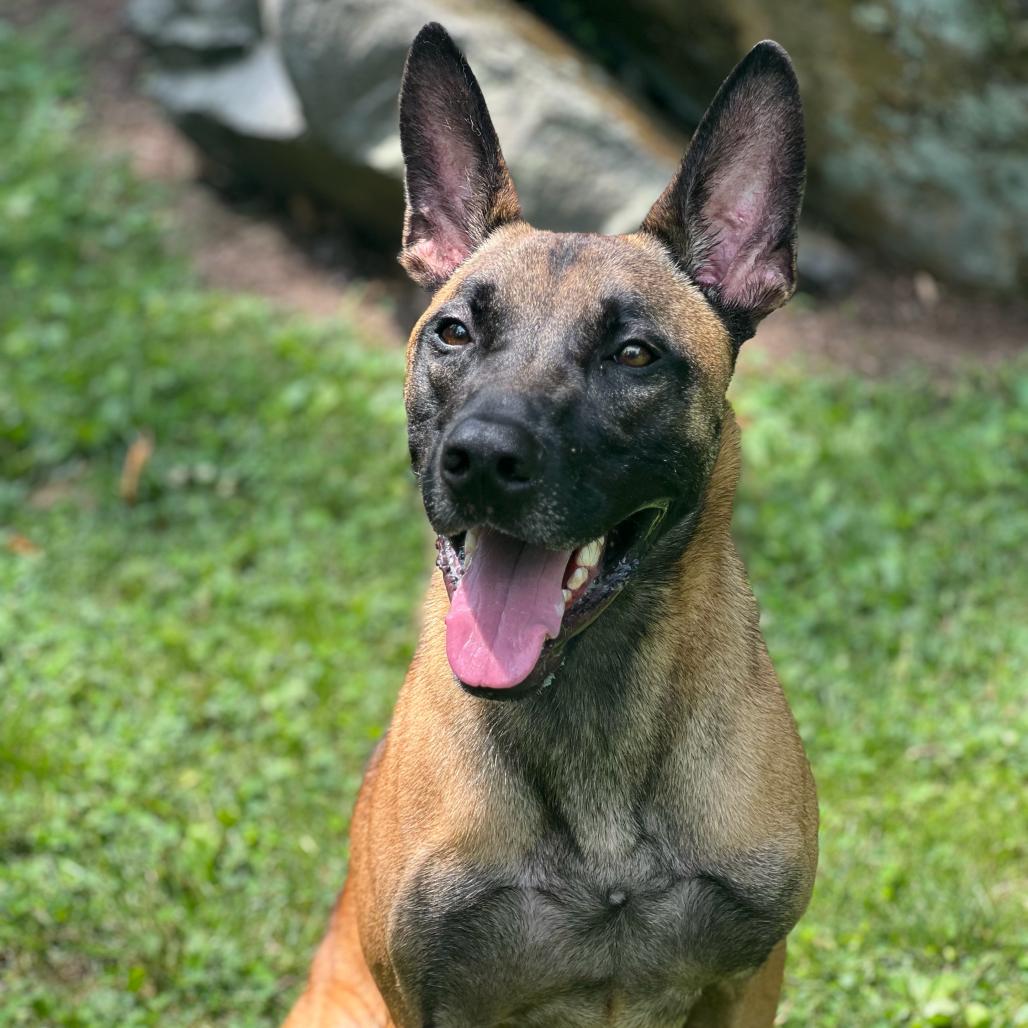 Enlarge Luca, a Adoptable mixed breed in Chester Springs, PA image 1/6