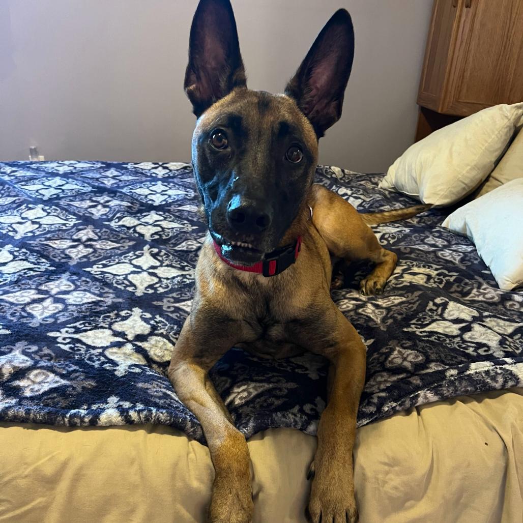 Enlarge Luca, a Adoptable mixed breed in Chester Springs, PA image 6/6