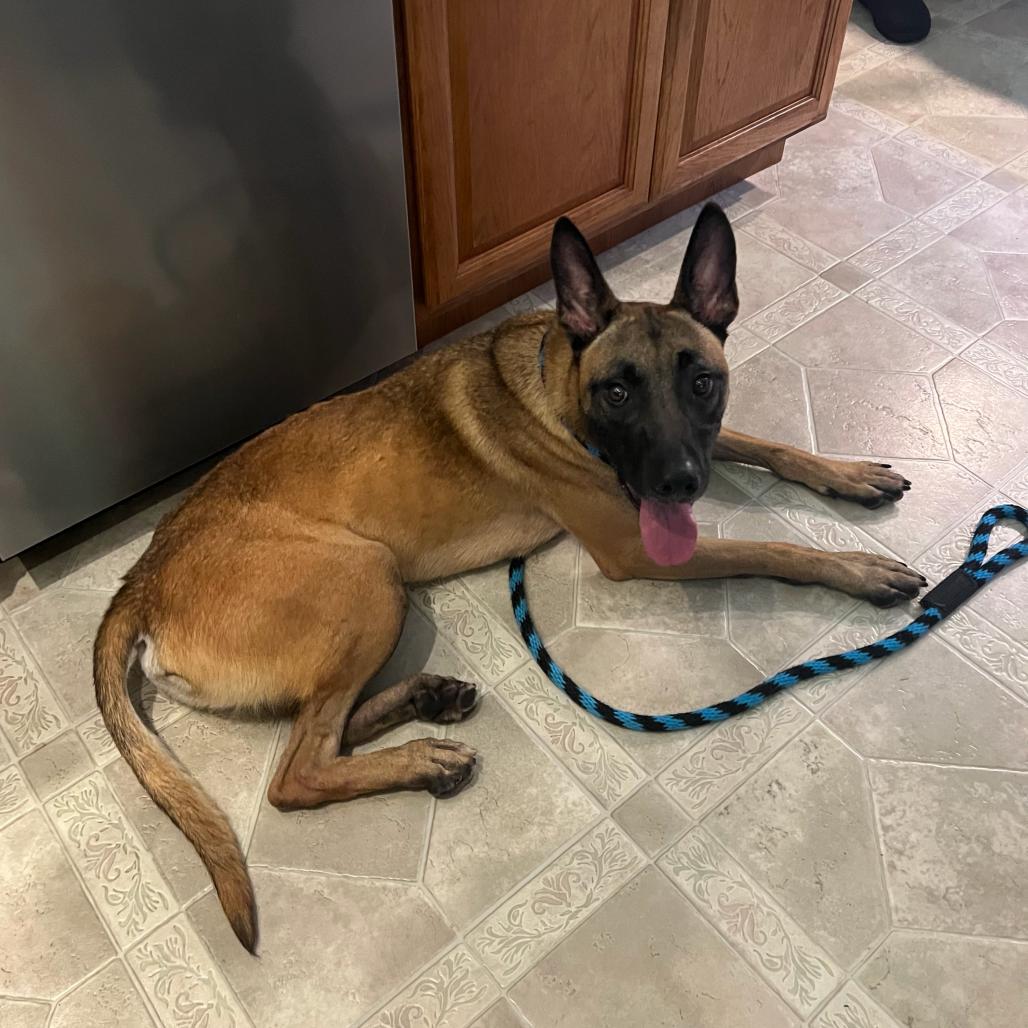 Enlarge Luca, a Adoptable mixed breed in Chester Springs, PA image 2/6