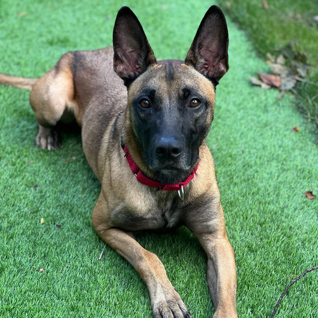 Enlarge Luca, a Adoptable mixed breed in Chester Springs, PA image 4/6