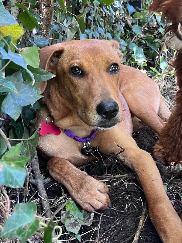 Enlarge Ariel, a Adoptable mixed breed in Berkeley Heights, NJ image 1/6