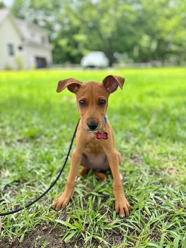 Ariel, Adoptable, Puppy Female Labrador Retriever & Mixed Breed.