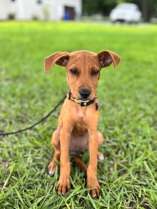 Enlarge Ariel, a Adoptable mixed breed in Berkeley Heights, NJ image 5/6