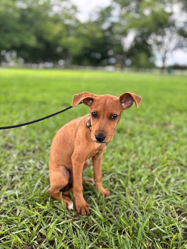 Enlarge Ariel, a Adoptable mixed breed in Berkeley Heights, NJ image 6/6