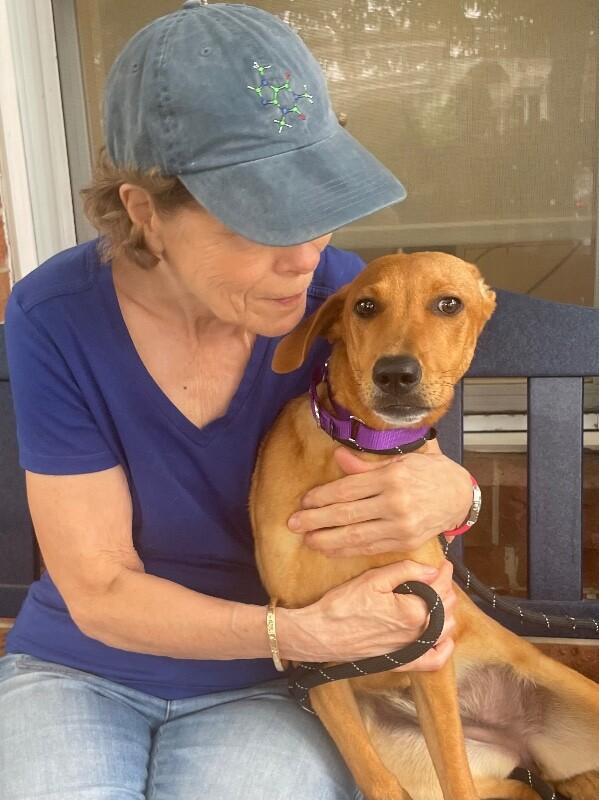 Enlarge Ariel, a Adoptable mixed breed in Berkeley Heights, NJ image 3/6