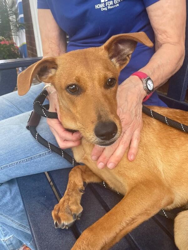 Enlarge Ariel, a Adoptable mixed breed in Berkeley Heights, NJ image 4/6