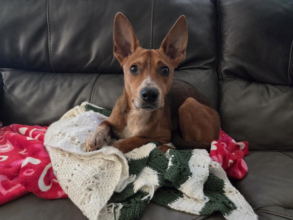 Champ, Adoptable, Adult Male Australian Cattle Dog / Blue Heeler.