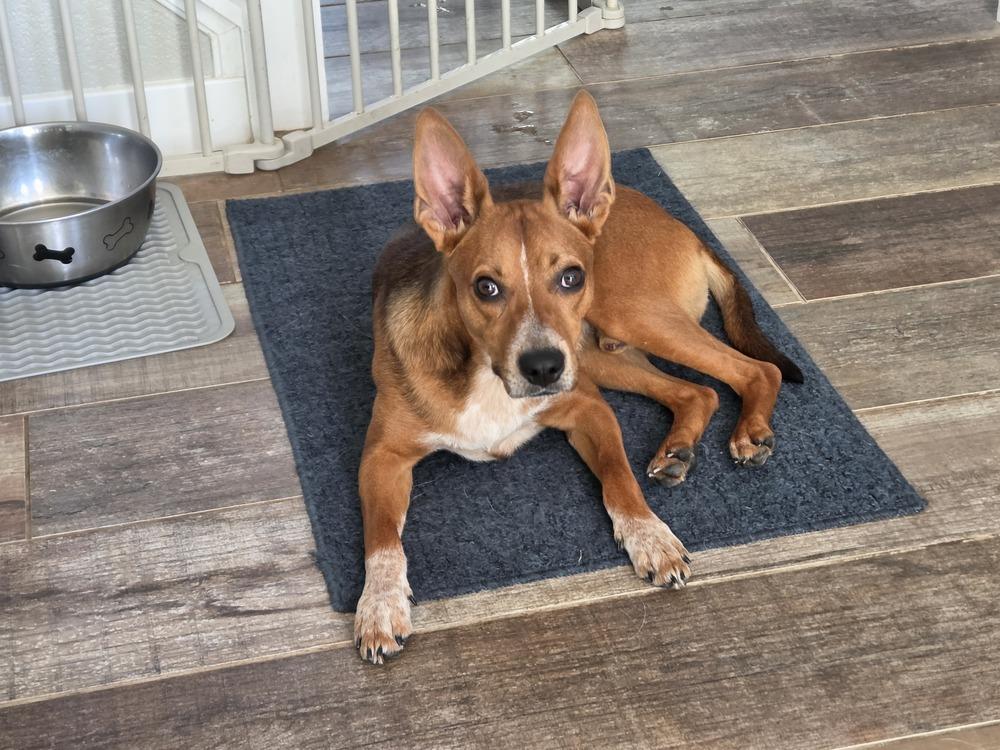 Enlarge Champ, a Adoptable mixed breed in Sedalia, CO image 2/3