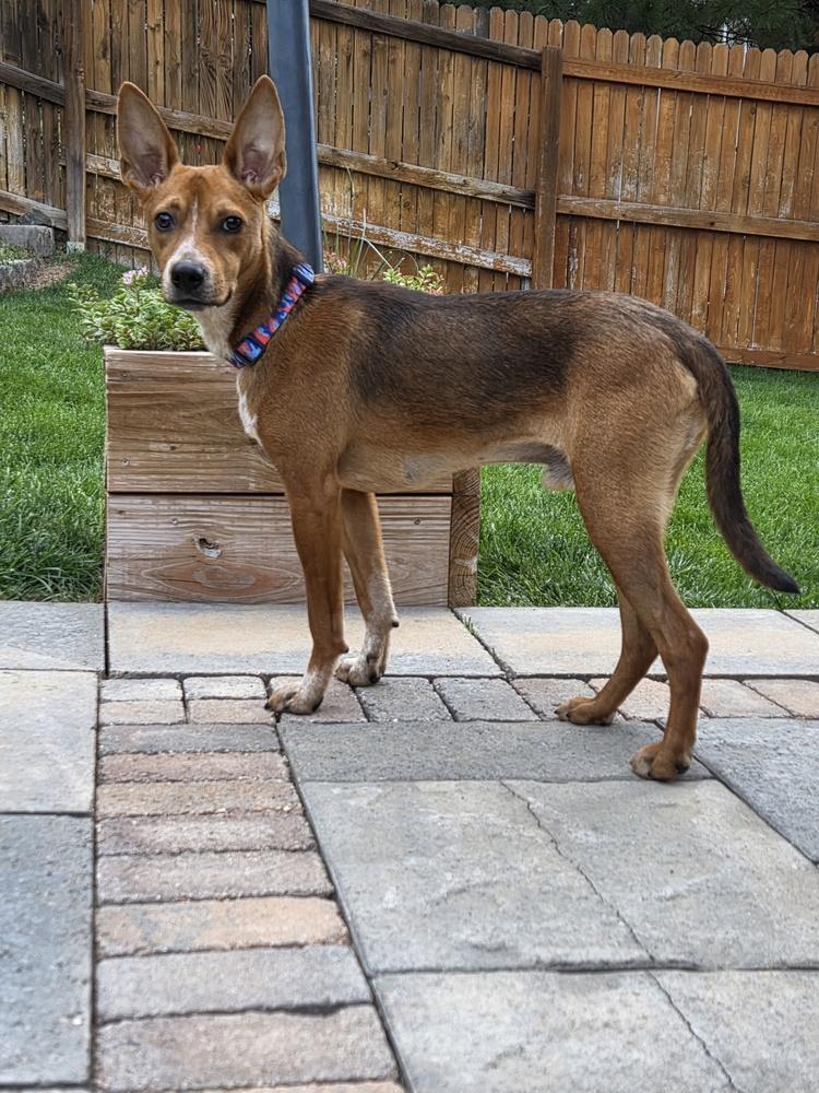 Enlarge Champ, a Adoptable mixed breed in Sedalia, CO image 3/3