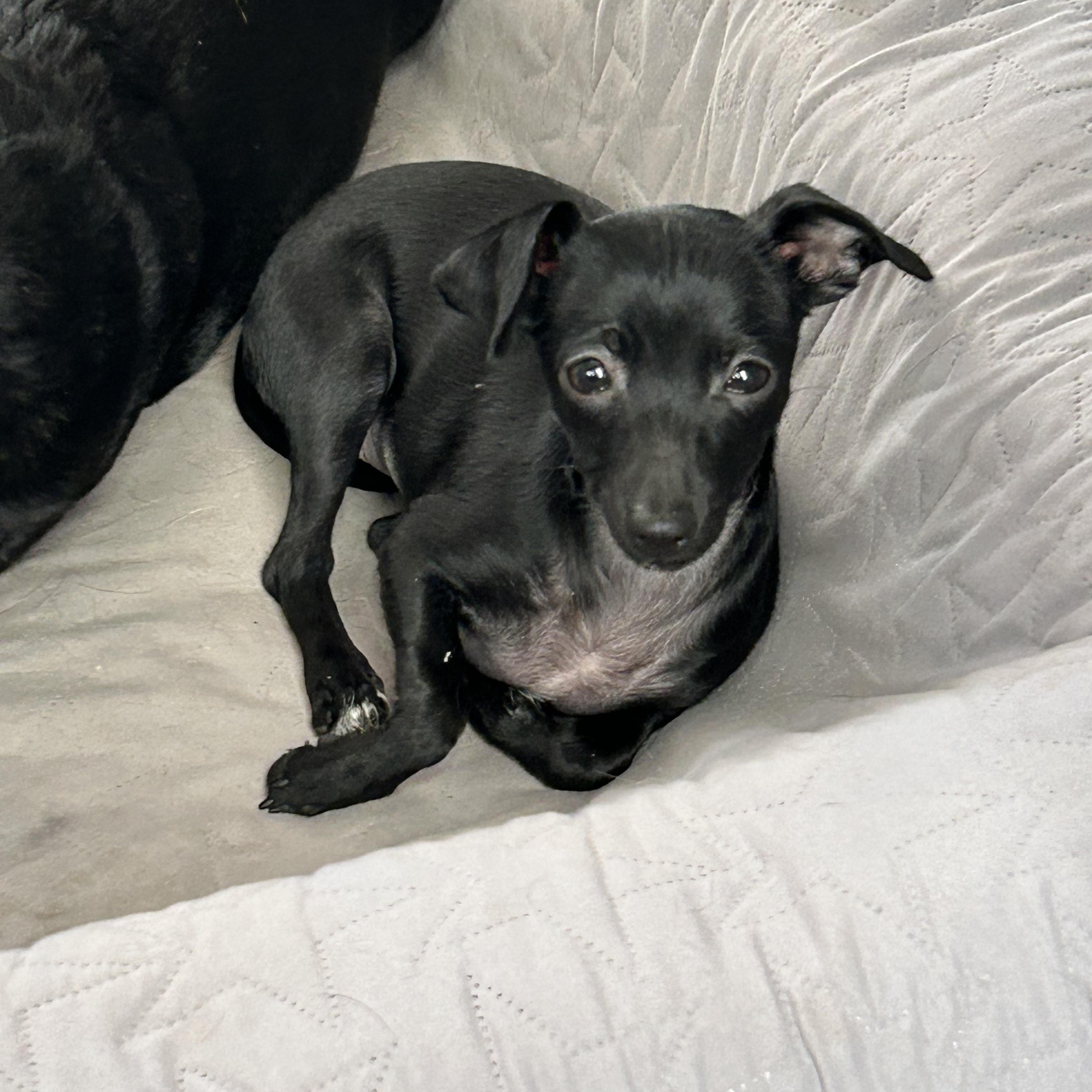 Enlarge Aurora, a Adoptable mixed breed in Chickasha, OK image 1/2