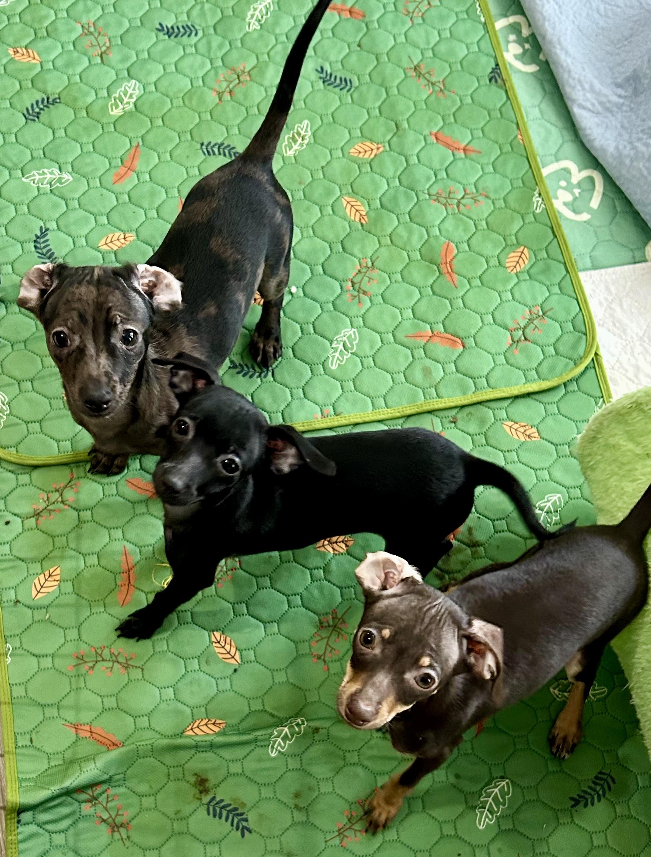 Enlarge Aurora, a Adoptable mixed breed in Chickasha, OK image 2/2